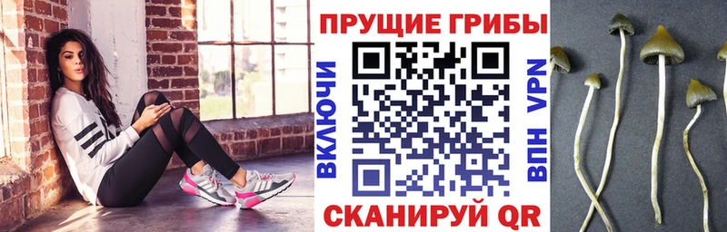 Псилоцибиновые грибы Psilocybine cubensis  Купить где  Армавир 